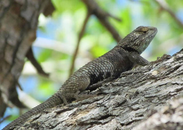 Spiny Lizard